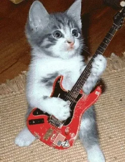 🎸 Котики, Telegram sticker 8 of 58