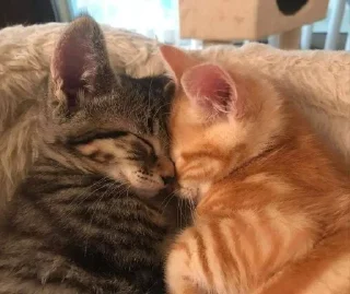 🌟 киты 1.0 🐈‍⬛, стікер Telegram 16 з 53
