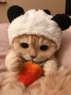 🌟 киты 1.0 🐈‍⬛, стікер Telegram 22 з 53