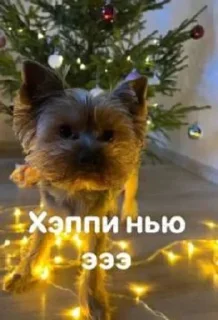 🐕 Ричи не рычи, стикер Telegram 11 из 22