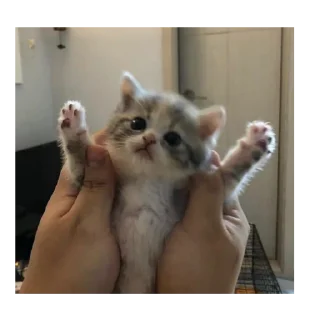 🥺 у тебя мать шлюха, Telegram sticker 21 of 95