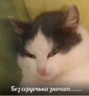 🤬 Kittens, стікер Telegram 7 з 77