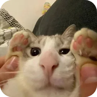 😀 @di1dii чё, стікер Telegram 4 з 19