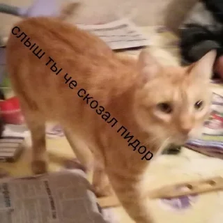 🧐 What is that shit, стікер Telegram 13 з 30