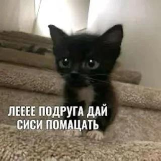 🌟 жизненные стикеры:3, sticker Telegram 20 sur 56