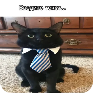🐱 Кот в галстуке @stickrubot, Telegram sticker 7 of 22