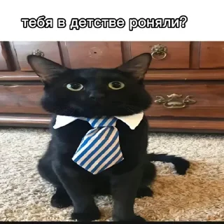 😎 Кот в галстуке @stickrubot, Telegram sticker 20 of 22