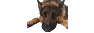 🙄 micro gsd, sticker Telegram 17 sur 35