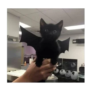 гав гав🐈‍⬛