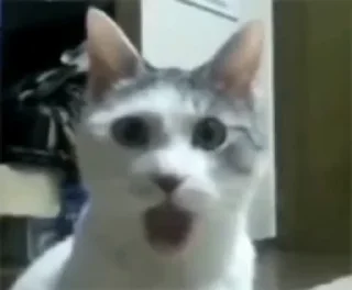 😮 @TVstickers cats, стикер Telegram 12 из 50