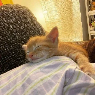 😴 Orange cat oranging 👻, стикер Telegram 8 из 39