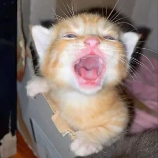 🙀 Orange cat oranging 👻, стикер Telegram 18 из 39