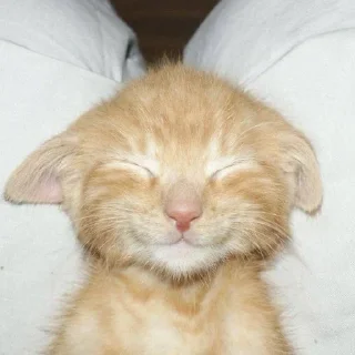 😊 Orange cat oranging 👻, стикер Telegram 19 из 39