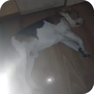 🛋 archikmypupsik, Telegram sticker 18 of 57