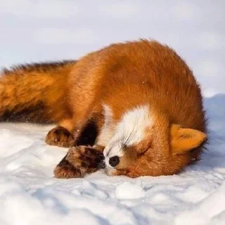 🐾 Yeji-fox 💌, стікер Telegram 24 з 45