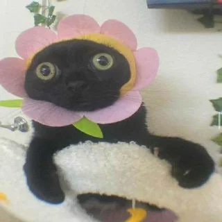🕳 чорна дыра, Telegram sticker 15 of 16