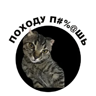 😏 Муркинский движ 2, Telegram sticker 22 of 31