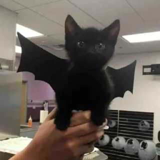 👻Halloween animals🎃