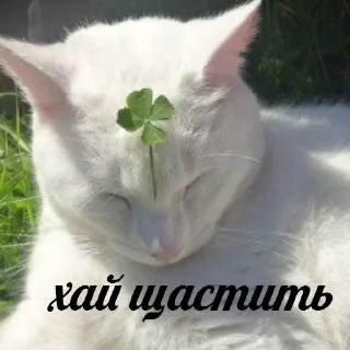 🍀 💙вибрані меми💛, стикер Telegram 12 из 118