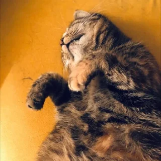 😽 Это же кошка Ириска, стикер Telegram 18 из 28