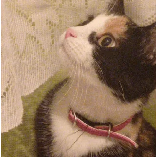 😸 Алиса, Telegram sticker 19 of 23