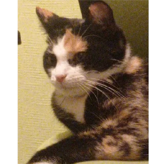 😼 Алиса, Telegram sticker 6 of 23
