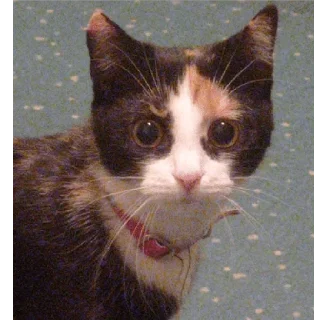 😺 Алиса, Telegram sticker 7 of 23