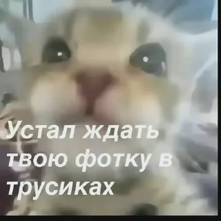 😼 Oleg pidr 100%, sticker Telegram 17 sur 110