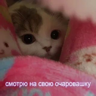 👀 мили мили пикчи, Telegram sticker 10 of 45