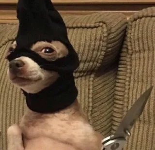 🧐 DOGvolk, стікер Telegram 24 з 45