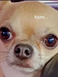 😟 Собаки Настюшки :>, sticker Telegram 10 sur 22