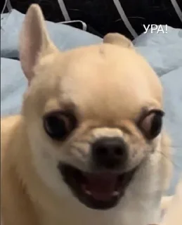 🐶 Собаки Настюшки :>, sticker Telegram 14 sur 22