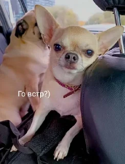🐶 Собаки Настюшки :>, sticker Telegram 6 sur 22