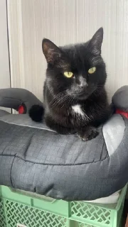 🌟 Басики @xDAY8, стікер Telegram 2 з 53