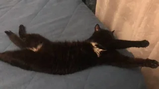 🌟 Басики @xDAY8, стікер Telegram 23 з 53