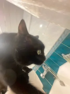 🌟 Басики @xDAY8, стікер Telegram 6 з 53