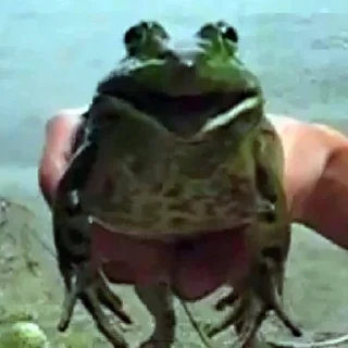 🐸 Жаби мої жаби, sticker Telegram 7 sur 41