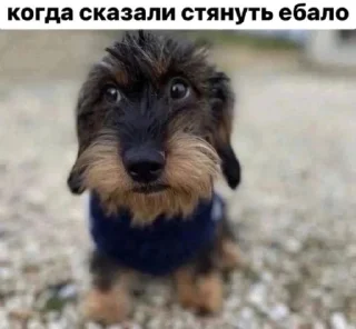 ОрГаНиZм педики 3.0