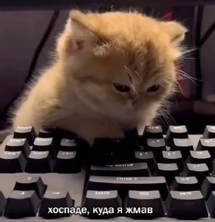 🌟 На случай важных переговоров, sticker Telegram 14 sur 120