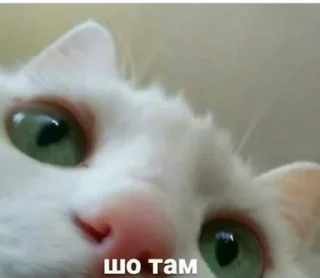 🤔 На все случаи, Telegram sticker 17 of 64