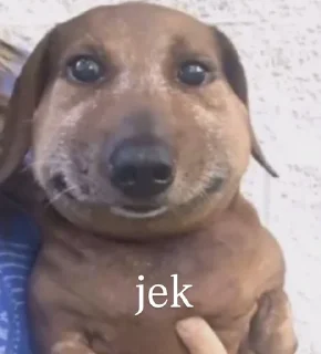 NikkisMadness
