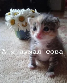 🦉 Я думал сова а оказалось пон, стикер Telegram 19 из 93