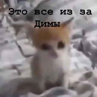 🦉 Я думал сова а оказалось пон, стикер Telegram 11 из 93
