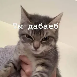 🦉 Я думал сова а оказалось пон, стикер Telegram 9 из 93