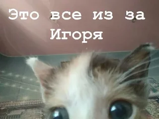 🦉 Я думал сова а оказалось пон, стикер Telegram 14 из 93