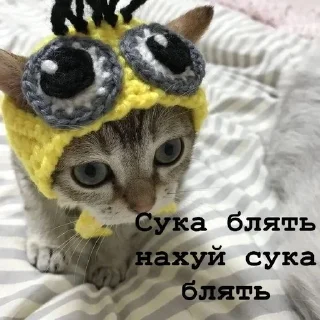 🦉 Я думал сова а оказалось пон, стикер Telegram 22 из 93