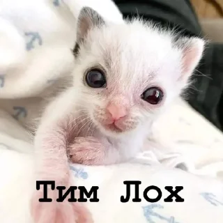 🦉 Я думал сова а оказалось пон, стикер Telegram 6 из 93