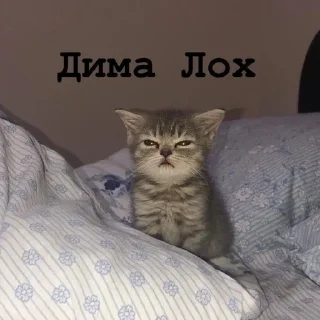Я думал сова а оказалось пон