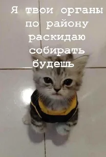 🦉 Я думал сова а оказалось пон, стикер Telegram 23 из 93