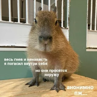🫧 капибарные капибары, стікер Telegram 5 з 52